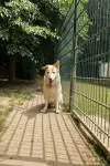 Dog from shelter, Bruno | Blond Retriever Hsh Mix Male