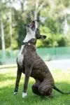 Dog from shelter, Jack | Braun Gestromt Weiß Am Staff Terrier Male
