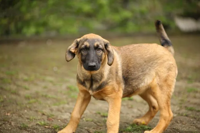 Hund aus Tierheim, Lizzy | Braun Mischling Weiblich
