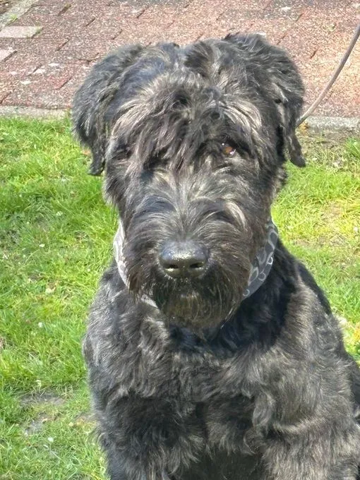 Camielo - riesenschnauzer zur Adoption