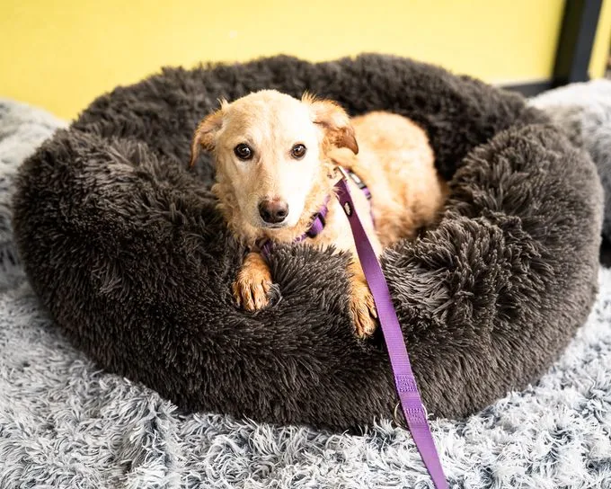 Berina - labrador-mix zur Adoption