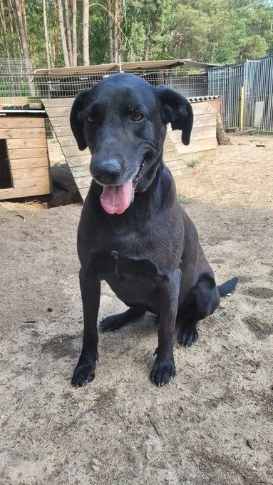 H21-049 Fritzi - Mischling zur Adoption