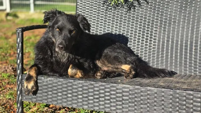 Ängstlicher Loki sucht Pflegestelle oder Zuhause - Mischling zur Adoption