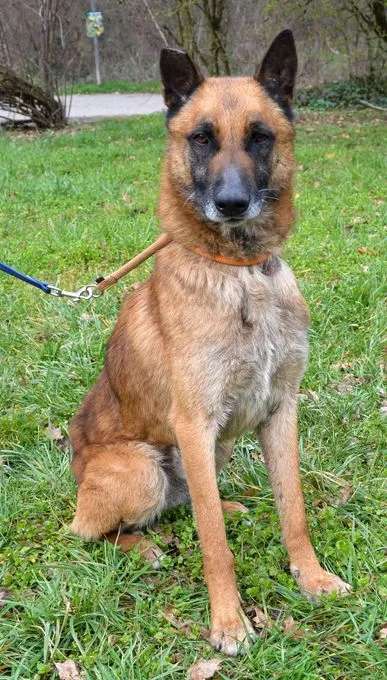 Dog from shelter, Spencer | Blond Malinois Mix Male