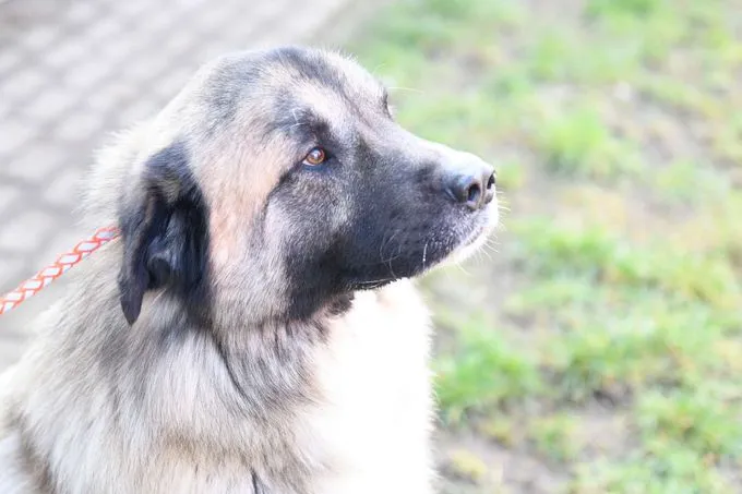 Dog from shelter, Koda | Kaukasen Mix Female