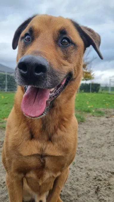 Dog from shelter, Rusty | Braun Schäferhund Rottweiler Mix Male