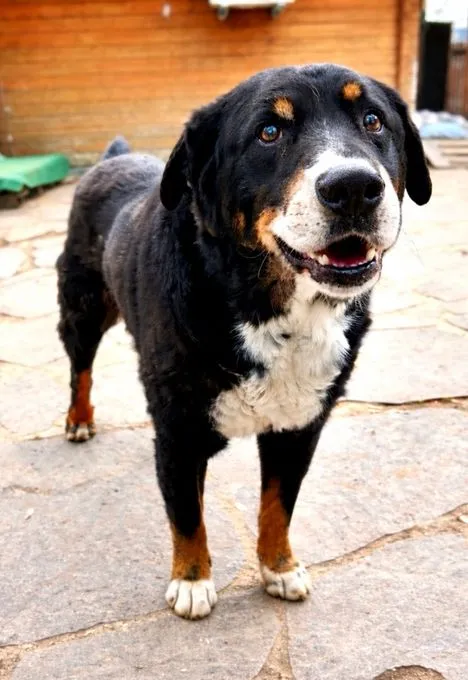 Bubi - Appenzeller  zur Adoption