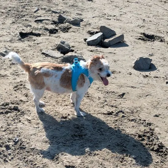 Hund aus Tierheim, Bobby Lee | Mischling Männlich