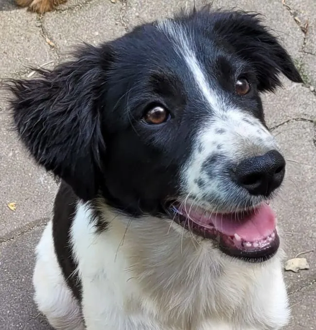 Dog from shelter, Cleo | Schwarz Weiß Mischling Female