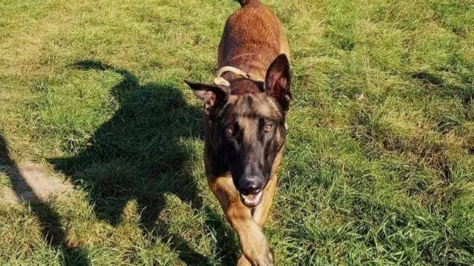 Hund aus Tierheim, Kaspar | Braun Malinois Männlich