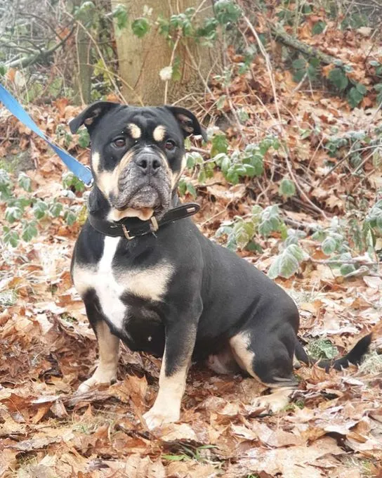 Dog from shelter, Bonny | Old English Bulldog Female