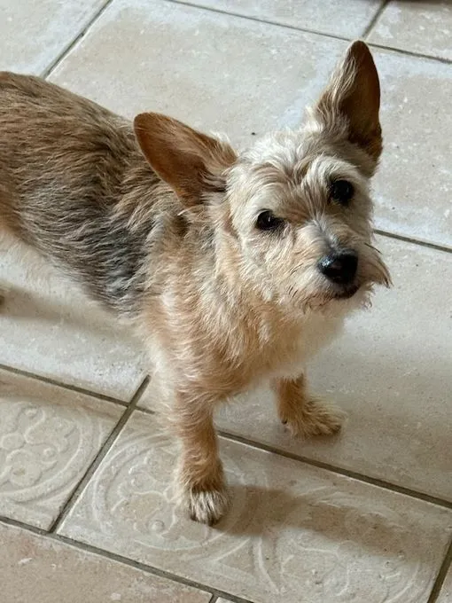 Sandy - terrier-mix zur Adoption