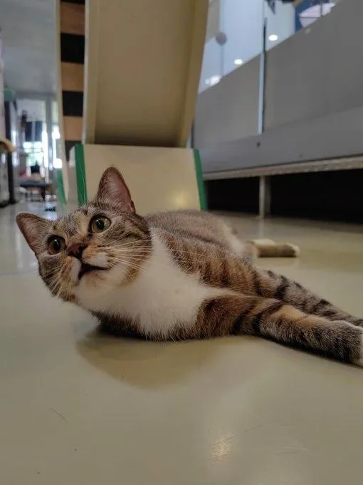 Katze aus Tierheim, Kira | Ekh Weiblich
