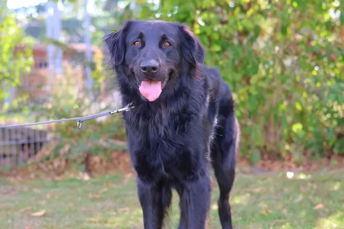 Gulliver - mischling zur Adoption