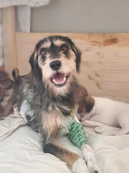 Dog from shelter, Nayla | Beige Braun Schwarz Mischling Female