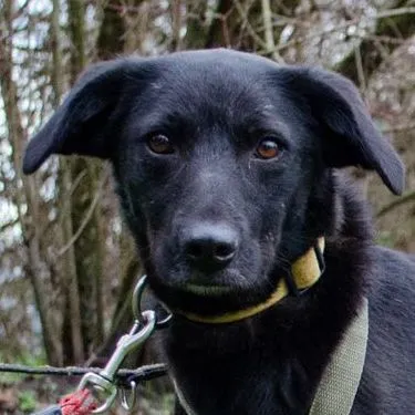 Hund aus Tierheim, Nia | Schwarz Mischling Weiblich