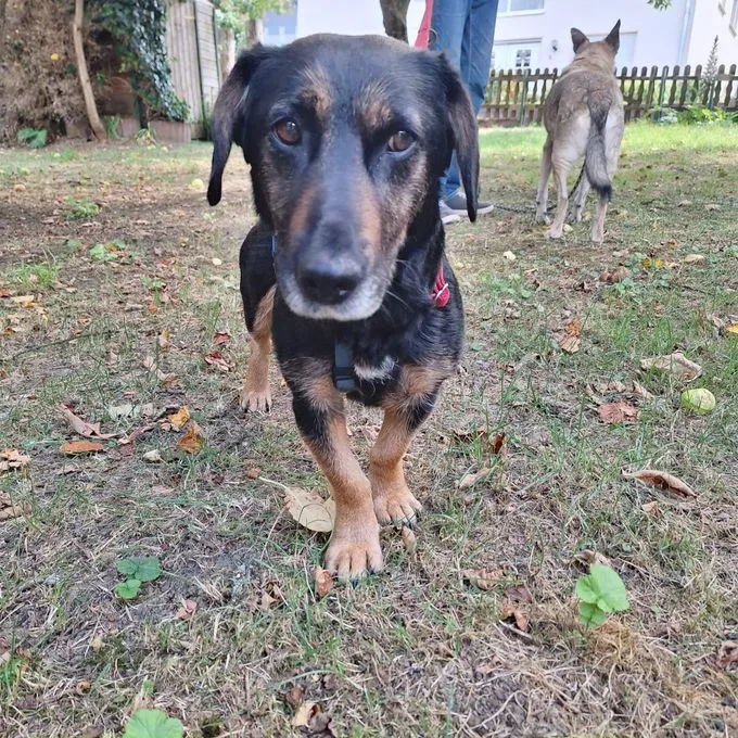 Meki - Black and Tan Coonhound zur Adoption