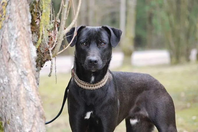 Ed - Mischling zur Adoption