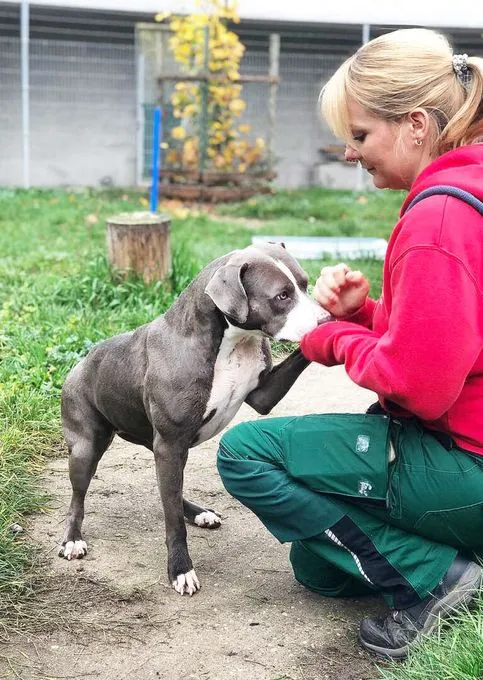 Dog from shelter, Carla | Staffordshire Mix Female