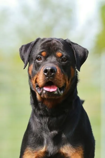 Dog from shelter, Findus | Rottweiler Male