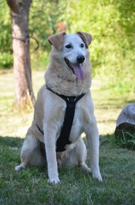 Szilaj - mischling zur Adoption