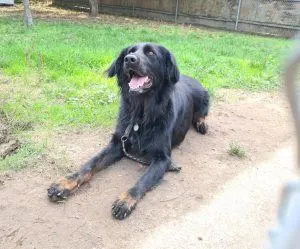 Dog from shelter, Lucky | Setter Schäferhund Collie Mischling Male