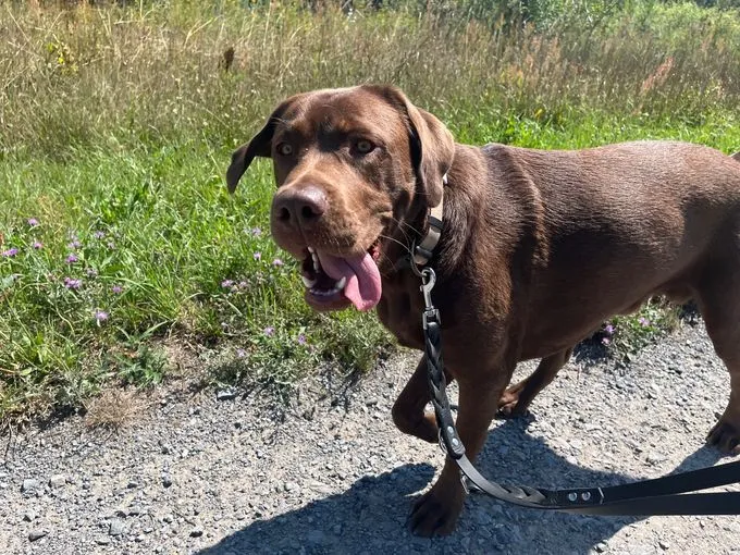 Dog from shelter, Torben | Braun Labrador Retriever Male