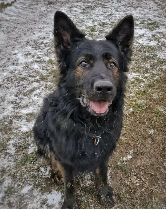 Dog from shelter, Ork | Schwarz Braun Schäferhund Male