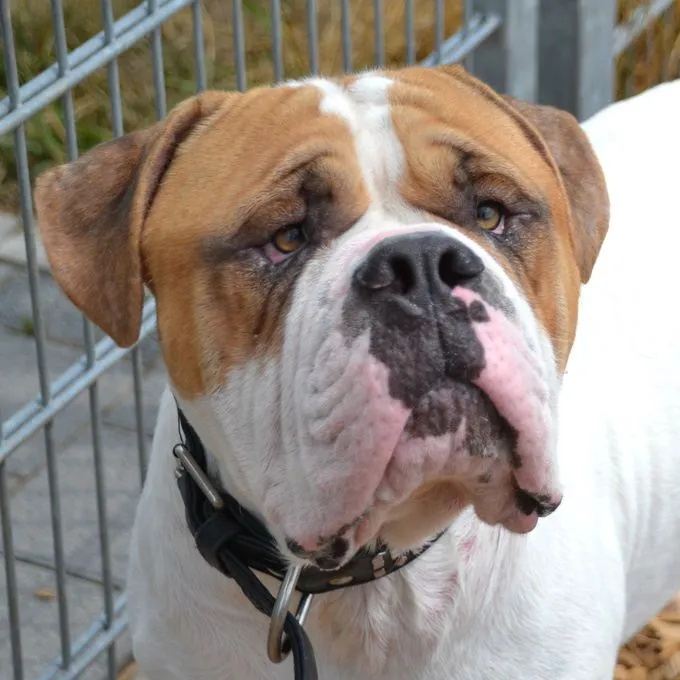 Ciro - english-bulldog zur Adoption