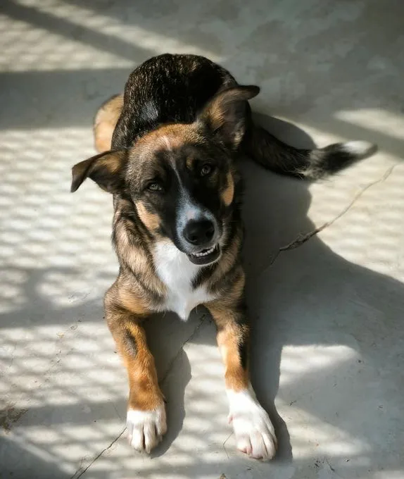 Dog from shelter, Dietrich | Braun Schwarz Mischling Male