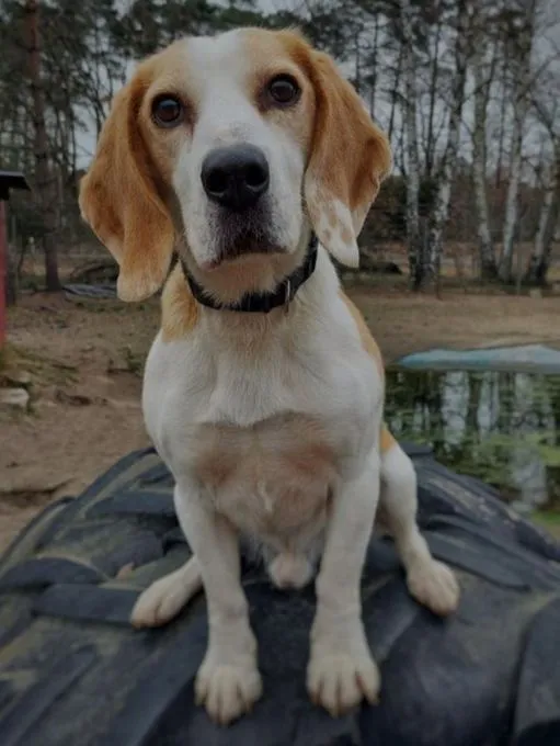 Dog from shelter, Chip | Weiß Braun Beagle Male