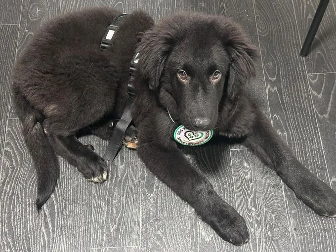 Lassie - Mischling zur Adoption