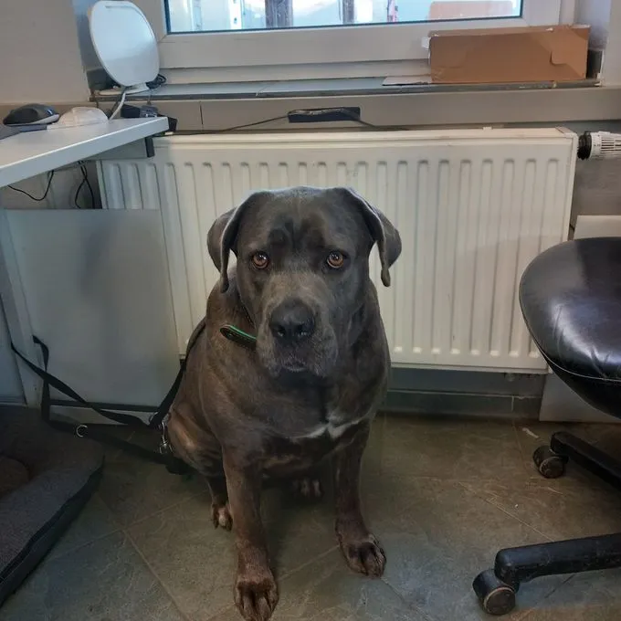Dog from shelter, Gina | Blau Cane Corso Female
