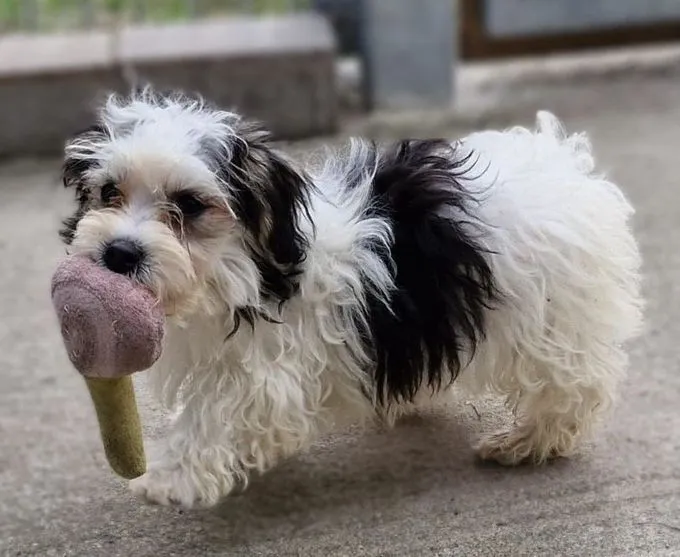 26 kleine Hunde - Malteser Mix zur Adoption