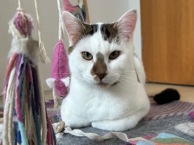 Sixty - Europäisch Kurzhaar zur Adoption