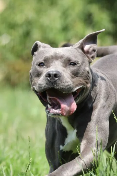 Dog from shelter, Ares | Stafford Mix Male