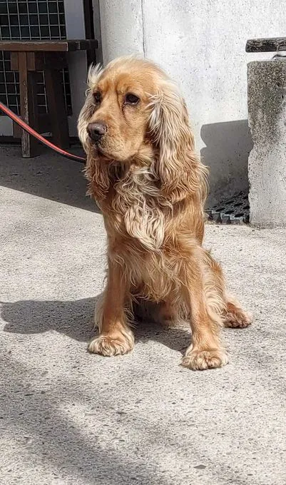 Dog from shelter, Buddy | Cocker Spaniel Male