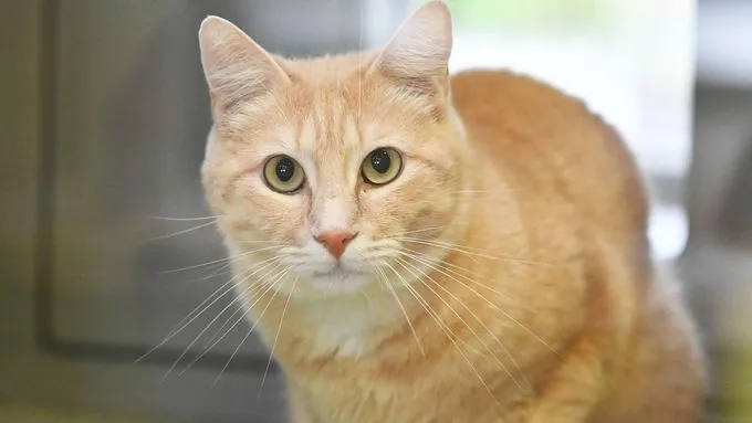 Fridolin - EKH zur Adoption
