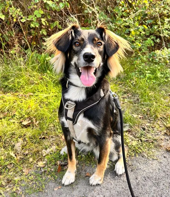 Lopina - mischling zur Adoption