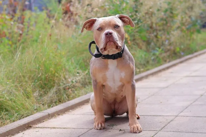 Ellie - american-bulldog zur Adoption