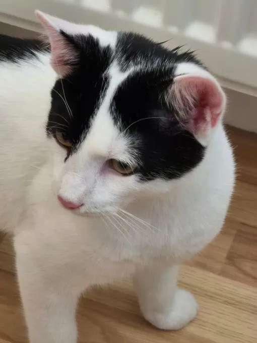 Aslan - EKH zur Adoption
