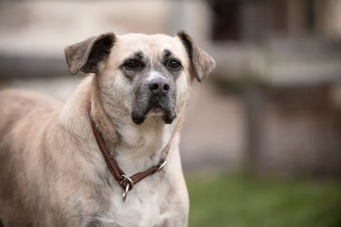 Piggy - Mischling zur Adoption