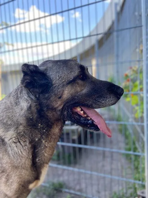 Hund aus Tierheim, Lee | Kangal Männlich