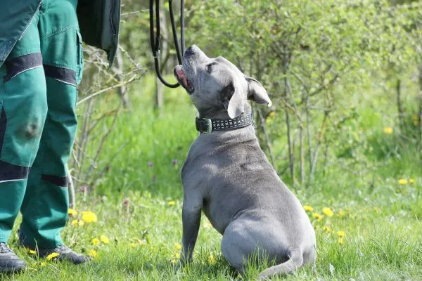 Dog from shelter, Blue | Staffordshire Mix Male