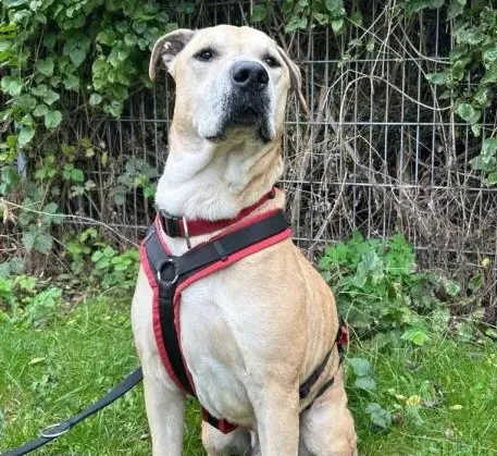 Dog from shelter, Toto | Hellbraun Mischling Male