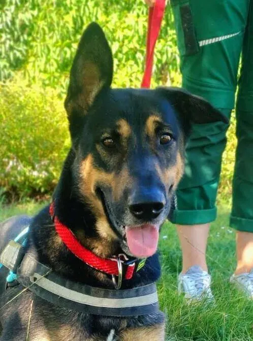 Dog from shelter, Kiko | Schäferhund Mix Male
