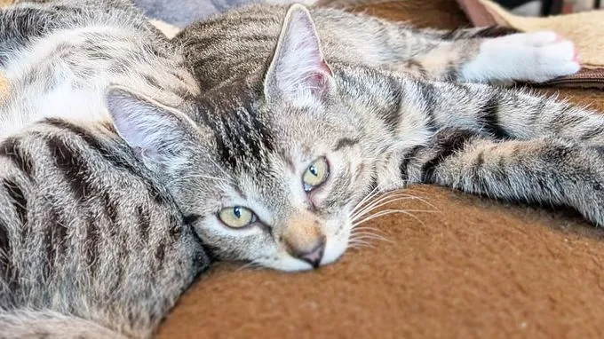 Asterix, Obelix & Idefix - ekh zur Adoption