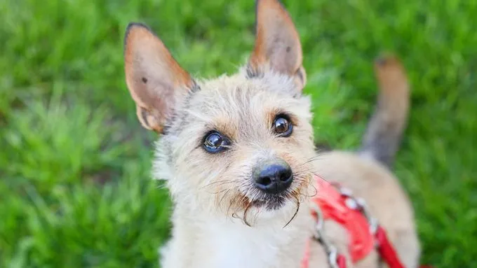 Bendix - dackel-mix zur Adoption