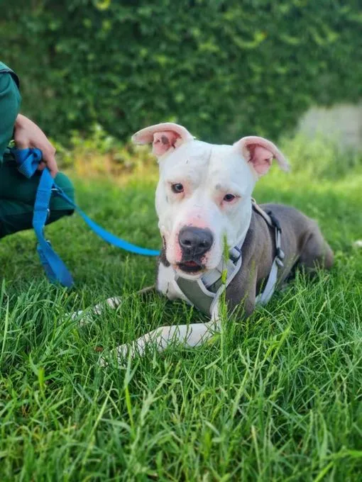 Dog from shelter, Milko | Staffordshire Mix Male