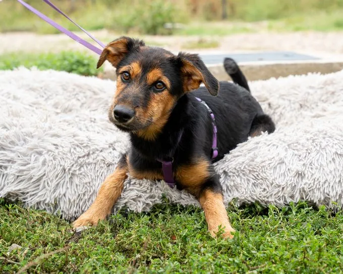 Rose - mischling zur Adoption